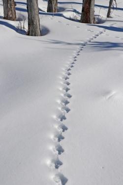 Bei der Wanderung mit Jochen Linner stehen die Spuren von Tieren im Winterwald im Fokus. (Foto: Gregor Wolf)