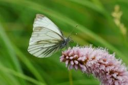 Was beim DNA-basierten-Biomonitioring schon alles möglich ist erklärt Prof. Florian Leese am 7. März im Haus zur Wildnis. (Foto: Rainer Simonis)