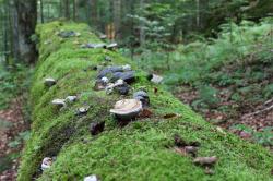 Längst verschwunden geglaubte Arten tauchen im Urwaldgebiet Mittelsteighütte mit seinen gigantischen Baumriesen wieder auf. (Foto: Gregor Wolf/Nationalpark Bayerischer Wald – Freigabe nur in Verbindung mit dem Veranstaltungshinweis)