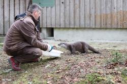 Bei der Arbeit im Tier-Freigelände Neuschönau: Andreas Hackl füttert bei seiner Morgentour auch den Fischotter.