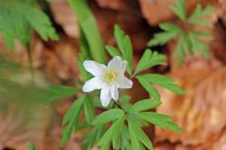 Den erwachenden Frühling im Nationalpark Šumava erleben können die Teilnehmer einer Wanderung am 4. Mai. (Foto: Gregor Wolf)