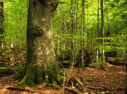Alte Wälder sind ein Thema bei den Wanderungen im Rahmen der Sonderführungsreihe „Nationalpark und Schöpfung“ im Falkensteingebiet. (Foto: Dr. Franz Leibl)