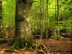 Alte Wälder sind ein Thema bei den Wanderungen im Rahmen der Sonderführungsreihe „Nationalpark und Schöpfung“ im Falkensteingebiet. (Foto: Dr. Franz Leibl)