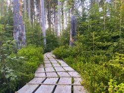 Eine meditative Wanderung zum Aufichtenwaldsteg gibt’s am Freitag, 10. Mai. (Foto: Sandra Schrönghammer