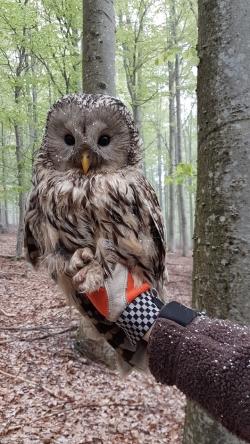 Vor zwei Jahren wurde sie als Küken beringt. Jetzt hat das Habichtskauz-Weibchen selbst drei Jungvögel ausgebrütet.  (Foto: Helmut Hackl/Nationalpark Bayerischer Wald)
