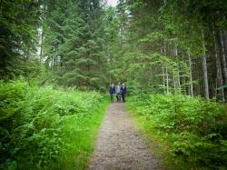 Durch Wiesen und Wälder im Nationalpark Ŝumava führt die grenzüberschreitende Wanderung am 26. Mai. (Foto: Daniela Blöchinger)