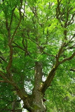 „Der Baum des Lebens“ so lautet ein Motto der besinnlichen Führungen die im Mai und Juni im Falkensteingebiet stattfinden. (Foto: Rainer Simonis)