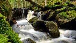 „Tief verwurzelt wie ein Baum“ lautet das Motto der meditativen Wanderung entlang der Flanitz. (Foto: Thies Hinrichsen)