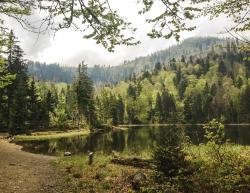 Eine Wanderung zum Rachelsee mit Waldführer Thopas Zipp gibt’s am 8. Juni. (Foto: Sandra Schrönghammer)