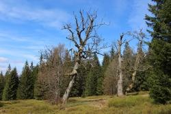 Über den Ruckowitzschachten auf den Großen Falkenstein führt die Wanderung mit Waldführerin Angelika Böttcher am 22. Juni. (Foto: Gregor Wolf)