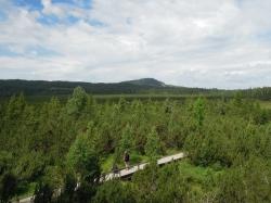 Vorbei am Dreiseenfilz führt die grenzüberschreitende Radtour am 23. Juni. (Foto: Teresa Schreib/Nationalpark Bayerischer Wald)