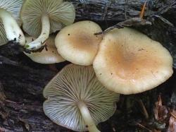 Dieser unscheinbare Pilz wurde 34 Jahre lang nicht im Gebiet des Nationalparks gesichtet: Der Flaumhaar-Trichterling. Nun gab’s einen Wiederfund bei Zwieslerwaldhaus.  (Foto: Peter Karasch/Nationalpark Bayerischer Wald)