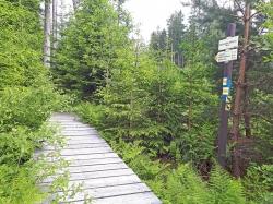 Die faszinierende Natur des Nationalparks Šumava können Wanderer auf der Strecke von Fürstenhut zur Teufelsbachklause erleben. (Foto: Annette Nigl /Nationalpark Bayerischer Wald ­  –  Freigabe nur in Verbindung mit dem Veranstaltungshinweis)