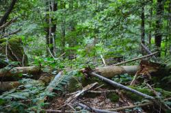 Quer durch die Waldwildnis des Nationalparks Bayerischer Wald führt die Wanderung am 6. Juli mit Umweltbildungsreferent Lukas Laux. (Foto: Magdalena Resch)