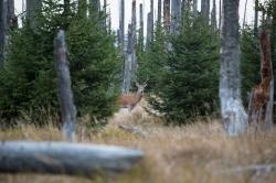 Eine der mehrtägigen Wanderungen legt den Fokus auf die Hirschbrunft, die in den Hochlagen des Nationalparks hautnah erlebt werden kann. (Foto: Stefan Jehl)