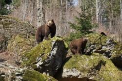 Die beiden 2016 im Tier-Freigelände des Nationalparks Bayerischer Wald zur Welt gekommenen Bären – hier ein Bild aus dem April 2017 – sind jüngst ins Salzburger Land umgezogen. (Foto: Franz Leibl/Nationalpark Bayerischer Wald)