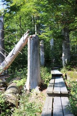 Zum Staunen angeregt werden die Teilnehmer der Wanderung über den Seelensteig am 13. Juli. (Foto: Johannes Keim)