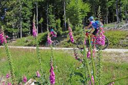 Eine Grenzerfahrung der besonderen Art erleben die Teilnehmer der Radtour am 14. Juli mit Waldführer Franz Uhrmann. (Foto: Annette Nigl/Nationalpark Bayerischer Wald ­  –  Freigabe nur in Verbindung mit dem Veranstaltungshinweis)