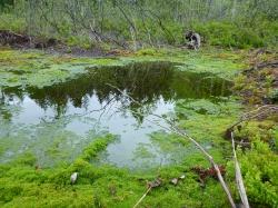 Im Hochmoor Kleine Au steigt der Wasserstand nach dem Verschließen der Gräben wieder an. (Foto: Claudia Schmidt/Nationalpark Bayerischer Wald – Freigabe nur in Verbindung mit dem Veranstaltungshinweis)
