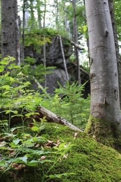 Licht und Schatten sehen und die Natur genießen ist das Ziel der meditativen Wanderung für Frauen am 1. August. (Foto: Annette Nigl /Nationalpark Bayerischer Wald)