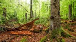 Durch wilde Wälder geht’s bei der Führung am 4.August. (Foto: Rainer Simonis/Nationalpark Bayerischer Wald)