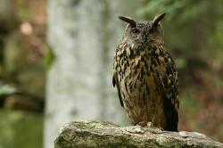 Einen meditativen Abendspaziergang durch das Tierfreigelände gibt’s am 10. August. (Foto: Rainer Simonis)