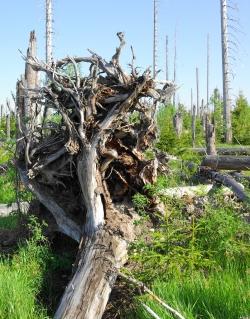 Wie sich die Natur im Gebiet des Falkensteins nach den Windwürfen entwickelt hat erleben die Teilnehmer der Führung am 10. August. (Foto: Rainer Simonis)