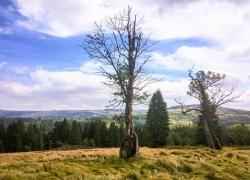 Auf den Jährlingsschachten führt die spannende Krimiwanderung am 10. August. (Foto: Sandra Schrönghammer)