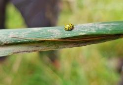 Typische Kleinpilzarten, die als Parasiten auf Pflanzen wachsen, sind Echte Mehltaue. Hier werden dessen kleine Fruchtkörper von einem auf Mehltau spezialisierten 22-Punkt-Marienkäfer gefressen. (Foto: Peter Karasch/Nationalpark Bayerischer Wald)