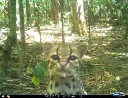 Ein Margay beim Blick in die Kamera. Die Langschwanzkatze ist eine der nachgewiesenen Wildkatzenarten im Nationalpark Montecristo. (Foto: Nationalpark Montecristo)