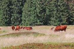 Der Hochschachten auf dem das rote Höhenvieh weidet, ist Ziel der Wanderung am 24. August. (Foto: Gregor Wolf)