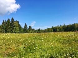 Einblicke in die Geschichte der faszinierenden Landschaft des Böhmerwalds gibt’s bei einer Führung am 1. September. (Foto: Gregor Wolf)