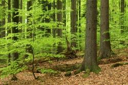 Anlässlich des Tages der Schöpfung am 6. September wird im Waldspielgelände ein Gottesdienst gefeiert. (Foto: Rainer Simonis)