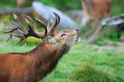 Auf die Suche nach brunftigen Rothirschen begeben sich die Teilnehmer einer dreitägigen Tour durch die Nationalparks Bayerischer Wald und Šumava. (Foto: Frank Bietau)