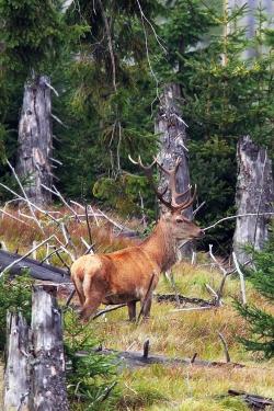 Bei drei Führungen haben die Teilnehmer die Gelegenheit den König der Wälder aus der Nähe zu betrachten. (Foto: Rainer Simonis)