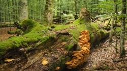 Gleich bei zwei Wanderungen geht’s besinnlich durch die entstehende Waldwildnis des Nationalparks. (Foto: Nationalpark Bayerischer Wald)