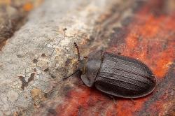 Eine echte Rarität: Peltis grossa. Der Flachkäfer kann bis zu zwei Zentimeter groß werden. (Foto: Lukas Haselberger)