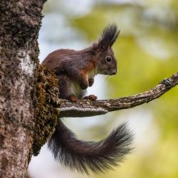 Bildunterschrift:
Der Film „Geheimnisvolle Eichhörnchen“ gibt Einblicke in das meist verborgene Leben der Sprungakrobaten. (Foto: Rainer Simonis /Nationalpark Bayerischer Wald)
