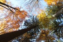 Durch herbstlich verfärbte Wälder wird am Sonntag, 27. Oktober geradelt. (Foto: Katrin Wachter)