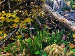 Nochmal viel zu entdecken gibt es bei der letzten grenzüberschreitenden Wanderung in diesem Jahr am 27. Oktober. (Foto: Sandra Schrönghammer)