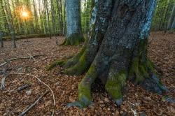 Am späten Nachmittag des 11. Novembers ist vor der Sonne der Planet Merkur zu sehen. (Foto: Philipp Seyfried/Nationalpark Bayerischer Wald)