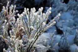 Auch im Winter gibt es im Nationalpark viel zu entdecken. (Foto: Gregor Wolf/Nationalpark Bayerischer Wald