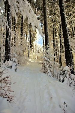 Bis zum 15. März wird bei ausreichender Schneelage jeden Sonntag eine Schneeschuhtour durch den verschneiten Winterwald angeboten. (Foto: Michael Pscheidl)