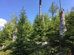 Wie sah der Wald – wie hier im Bereich des Tummelplatzes – vor 10 000 Jahren aus? Mittels der Analyse von Pollen kann dies nun rekonstruiert werden. (Foto: Christian Binder / Nationalpark Bayerischer Wald)