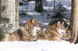 In Srní können Wölfe von einem 300 Meter langen Holzsteg in ihrer natürlichen Umgebung beobachtet werden. (Foto: Rainer Pöhlmann)