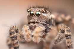 Beim Vortrag in St. Oswald wird auch die Springspinne Aelurillus v-insignitus eine Rolle spielen. (Foto:  Lukas Haselberger)