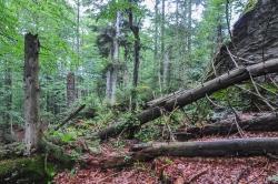 Interpretations-Modelle zur natürlichen Waldentwicklung am Beispiel des Nationalparks Bayerischer Wald sind Thema beim Vortrag am 13. Februar. (Foto: Wolfgang Scherzinger)