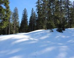 Die Spuren von Tieren im Winterwald stehen im Fokus der Wanderung am Samstag, 15. Februar. (Foto: Martin Scholz)