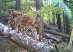 Vor die Fotofallen trauten sich auch Luchse, Dachse, Marder oder Füchse. (Fotos: Nationalpark Bayerischer Wald)