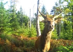 Im Rahmen des Projektes konnte zum Beispiel Rotwild fotografiert werden. (Foto: Nationalpark Bayerischer Wald)